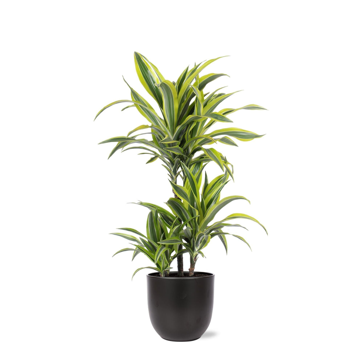 Livraison plante Dracaena Lemon Lime et son pot