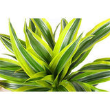 Livraison plante Dracaena Lemon Lime et son pot