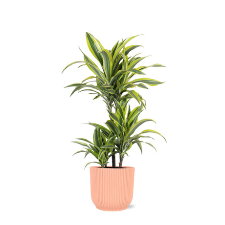 Livraison plante Dracaena Lemon Lime et son pot