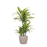 Livraison plante Dracaena Lemon Lime et son pot