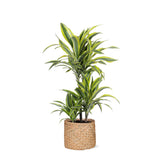 Livraison plante Dracaena Lemon Lime et son pot