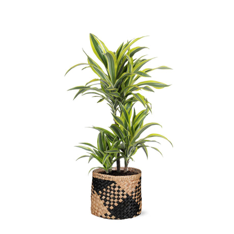 Livraison plante Dracaena Lemon Lime et son pot