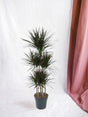 Livraison plante Dracaena Magenta Carrousel - 150cm - ø31