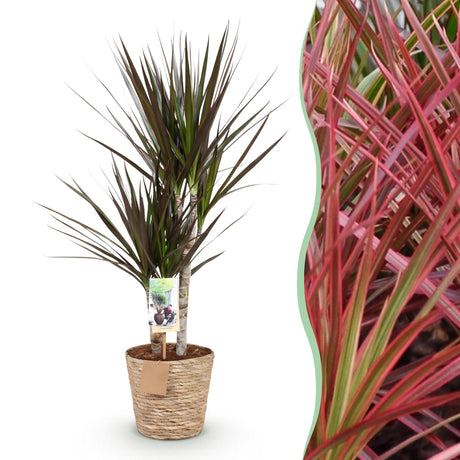 Livraison plante Dracaena Magenta et panier H75cm