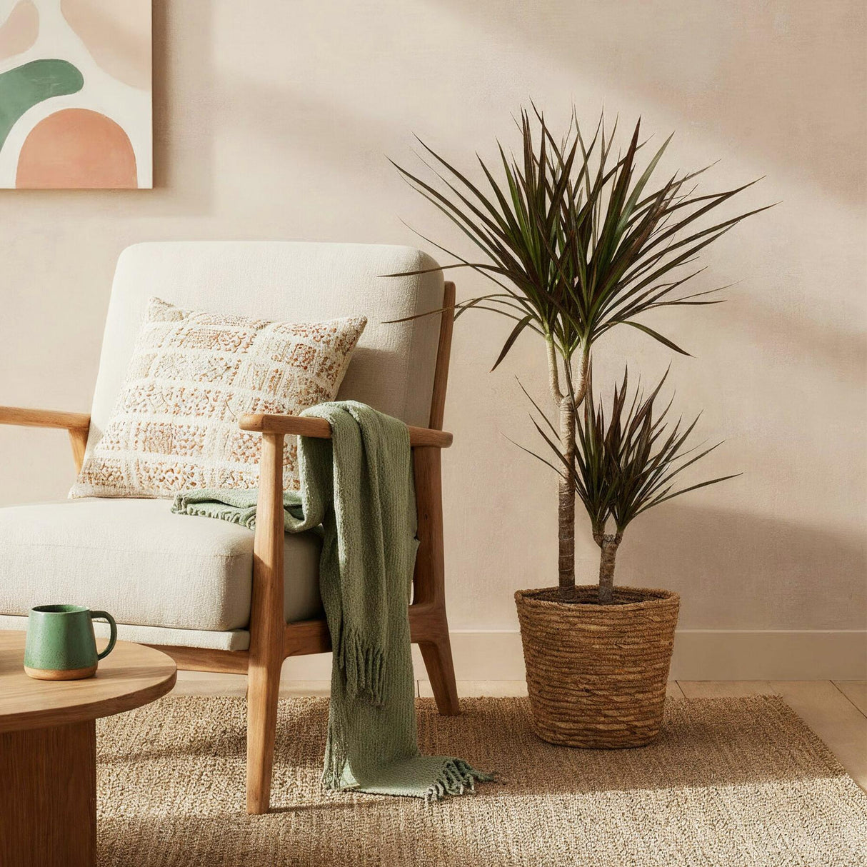 Livraison plante Dracaena Magenta et panier H90cm