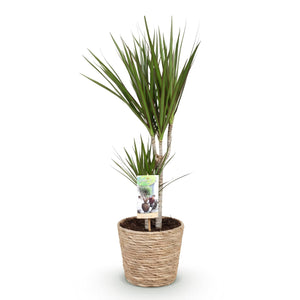 Livraison plante Dracaena Marginata et panier H75cm
