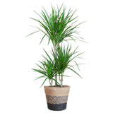 Livraison plante Dracaena Marginata et son pot