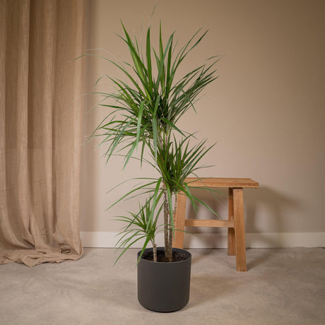 Livraison plante Dracaena Marginata h115cm