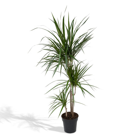 Livraison plante Dracaena Marginata h115cm