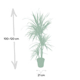 Livraison plante Dracaena Marginata h115cm