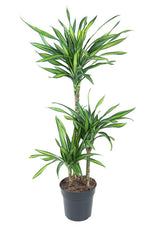 Livraison plante Dracaena 'Riki'