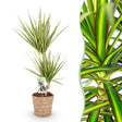 Livraison plante Dracaena Sunray et panier H75 cm