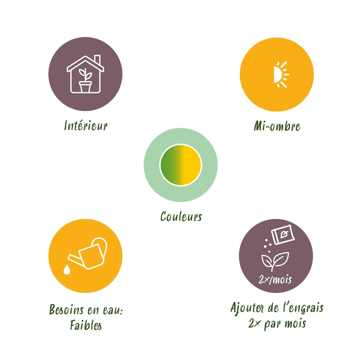 Livraison plante Dracaena Sunray et panier H95cm