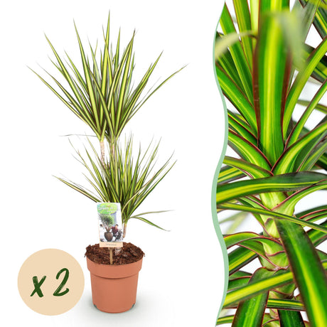 Livraison plante Dracaena Sunray – Lot de 1