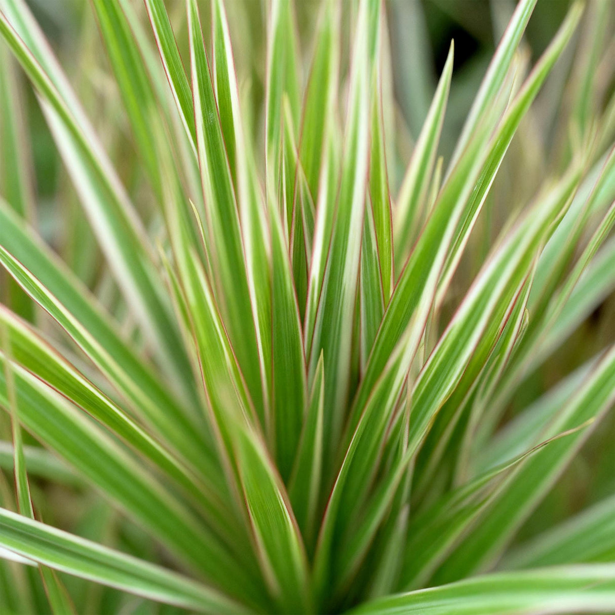 Livraison plante Dracaena Sunray – Lot de 2 – Pot 17 cm – Hauteur 70 - 75 cm