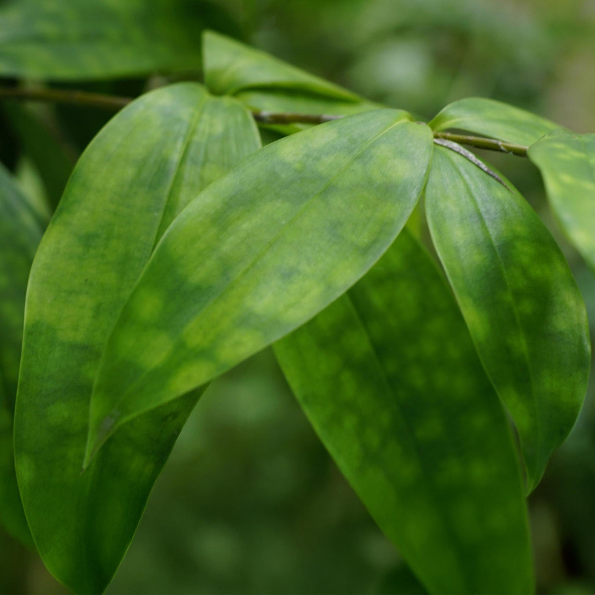 Livraison plante Dracaena surculosa – Lot de 1 – Pot 17 cm – Hauteur 60 - 70 cm