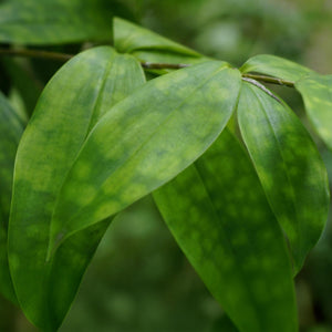 Livraison plante Dracaena surculosa – Lot de 1 – Pot 17 cm – Hauteur 60 - 70 cm