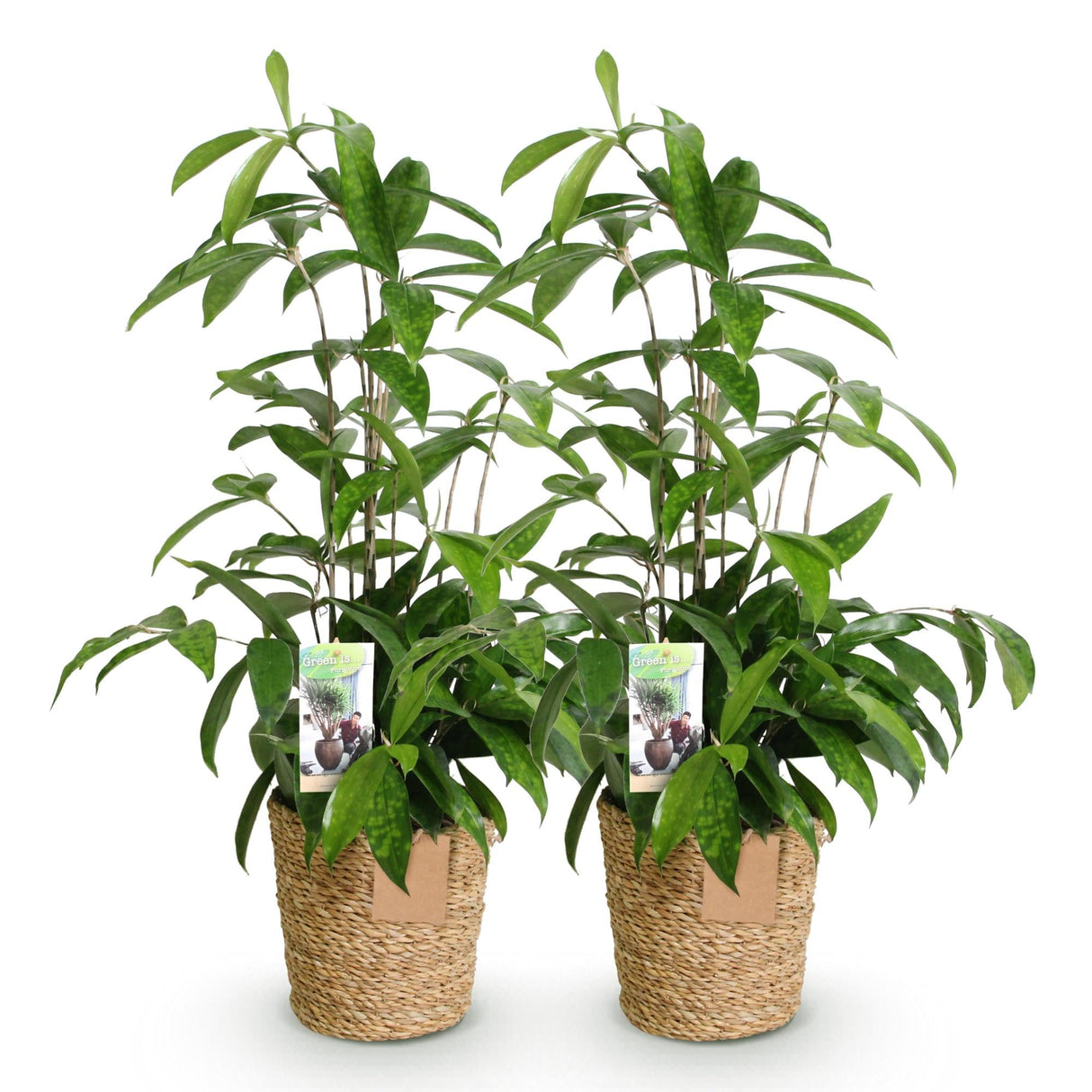 Livraison plante Dracaena surculosa – Lot de 2 – Pot 17 cm – Hauteur 60 - 70 cm