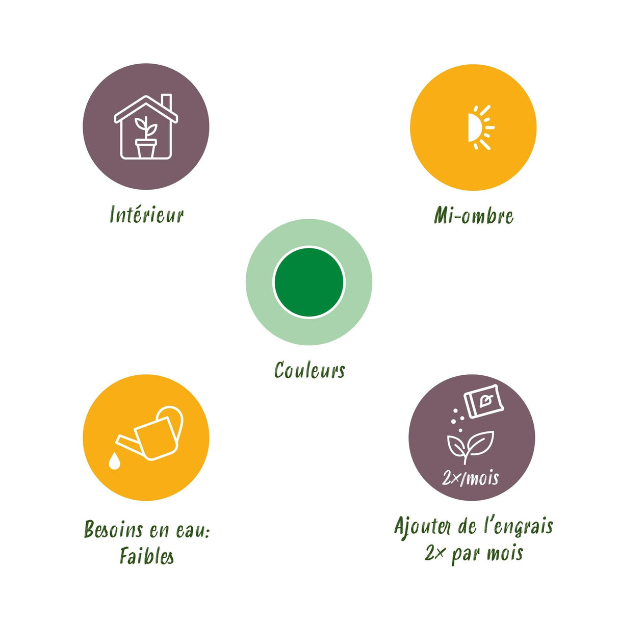 Livraison plante Dracaena surculosa – Lot de 2 – Pot 17 cm – Hauteur 60 - 70 cm