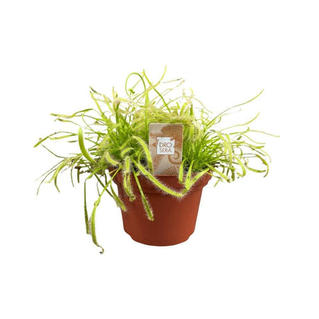 Livraison plante Drosera Capensis