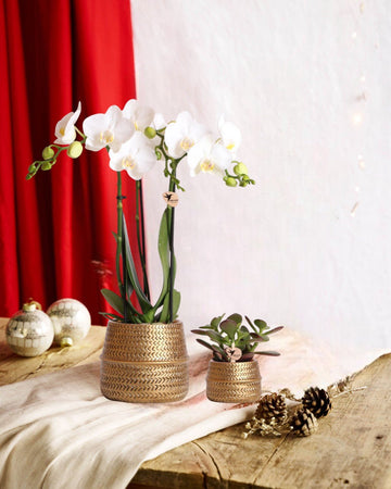 Duo White Phalaenopsis Orchid e Crassula Ovata e seus floreiros de cerâmica dourada