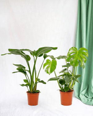 Livraison plante Duo Strelitzia Nicolai et Monstera