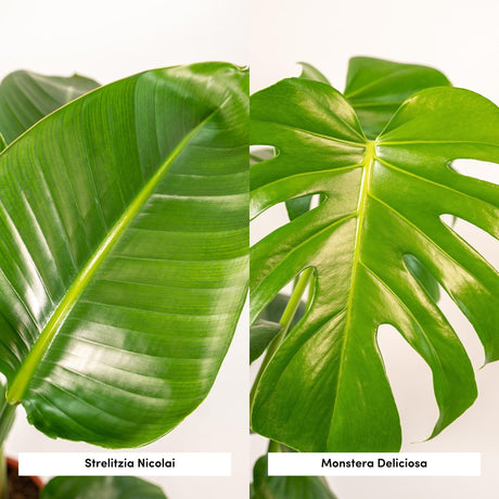 Livraison plante Duo Strelitzia Nicolai et Monstera