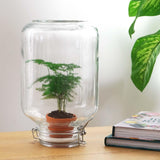 Livraison plante Easyplant - Baby plante sous verre