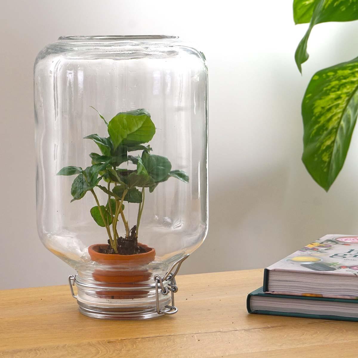 Livraison plante Easyplant - Baby plante sous verre