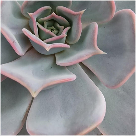 Livraison plante Echeveria Lilacina Sans Racines