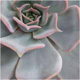 Livraison plante Echeveria Lilacina sans racines en bol céramique