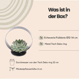 Livraison plante Echeveria Pulidonis sans racines sur support métal Ø20 cm - Hauteur 20 cm