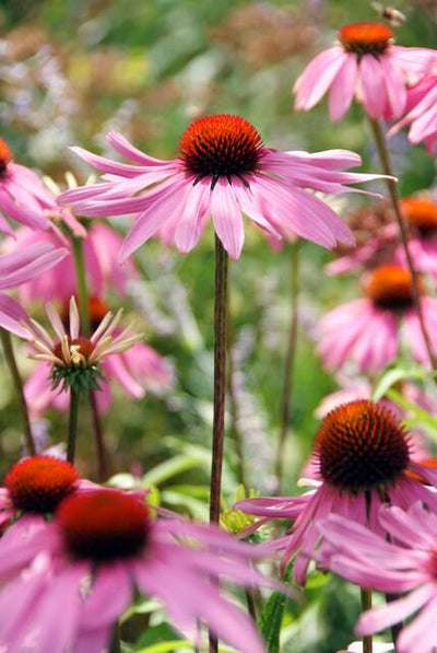 Equinácea Roxa (Echinacea purpurea) 'Magnus'
