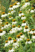Equinácea (Echinacea purpurea) 'White Swan'