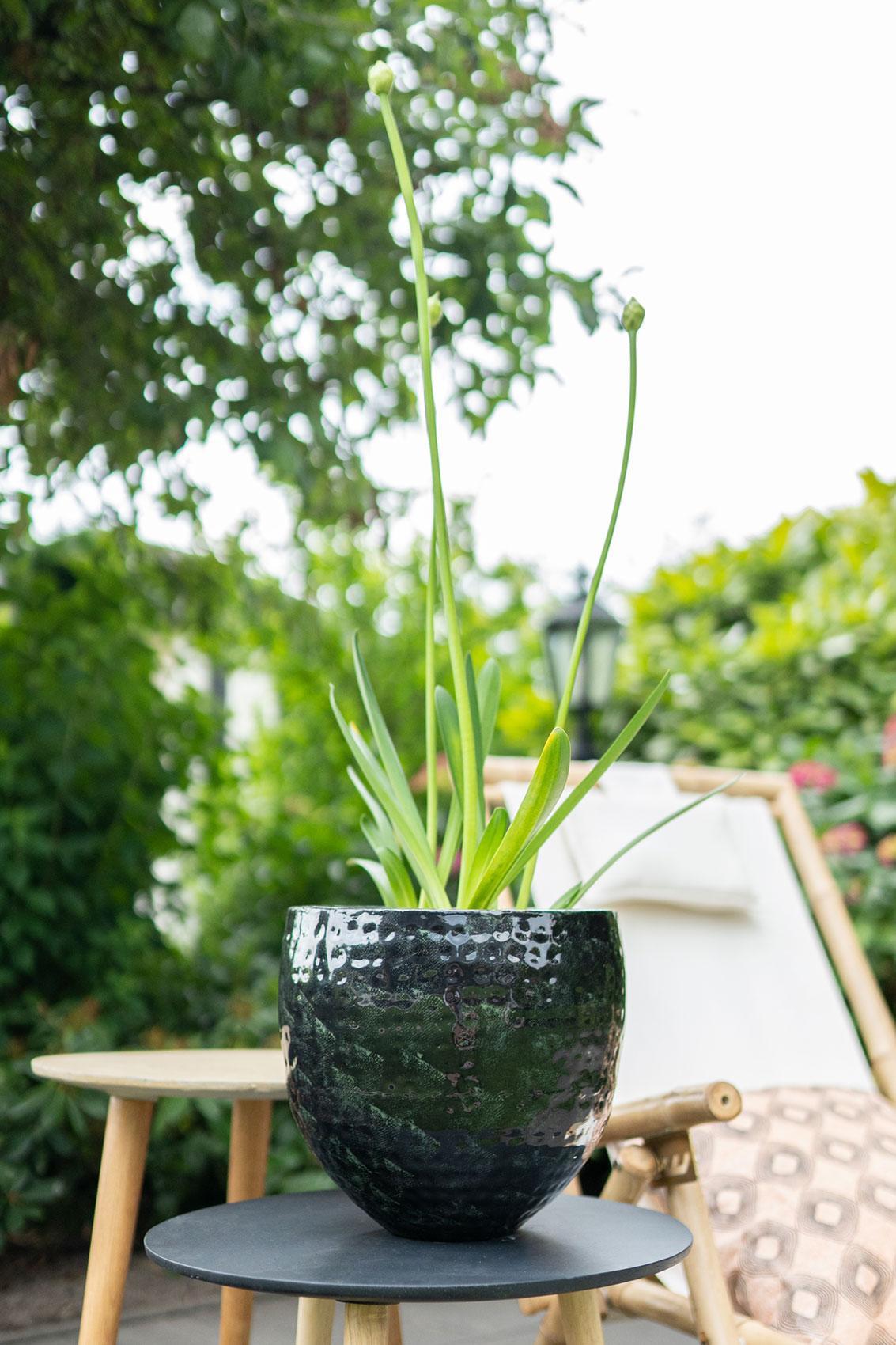 Livraison plante Ensemble de 3 pots - Thom noir métal - Largeur 54 cm