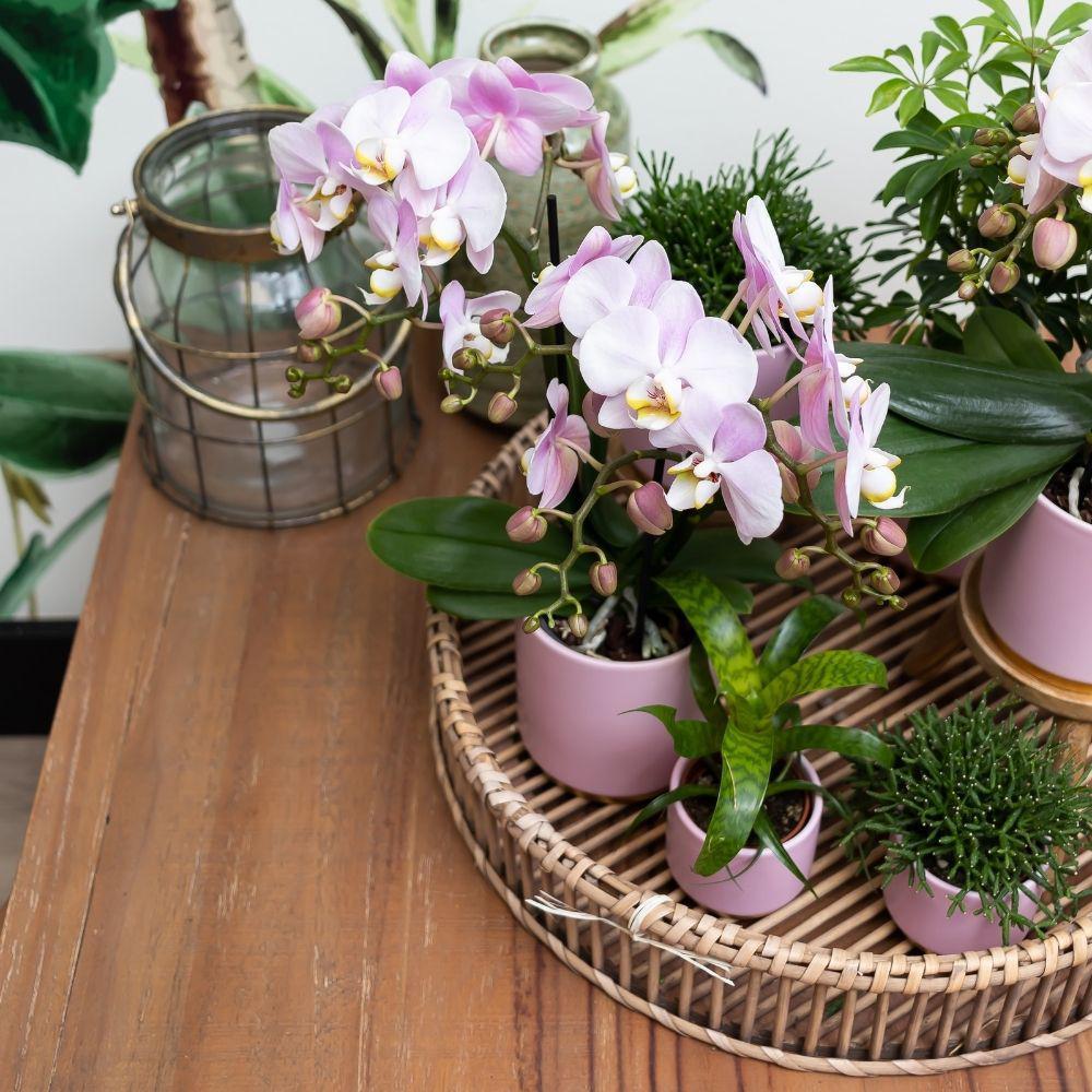 Livraison plante Ensemble de plantes vertes avec orchidée rose et accessoires