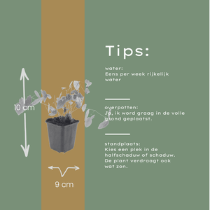 Livraison plante Epimedium niveum