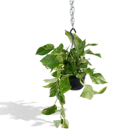 Livraison plante Epipremnum Marble Queen - Scindapsus - 25cm - Ø15