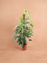 Livraison plante Epipremnum Pinnatum ‘Albo Variegata’