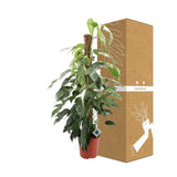 Livraison plante Epipremnum Pinnatum ‘Albo Variegata’