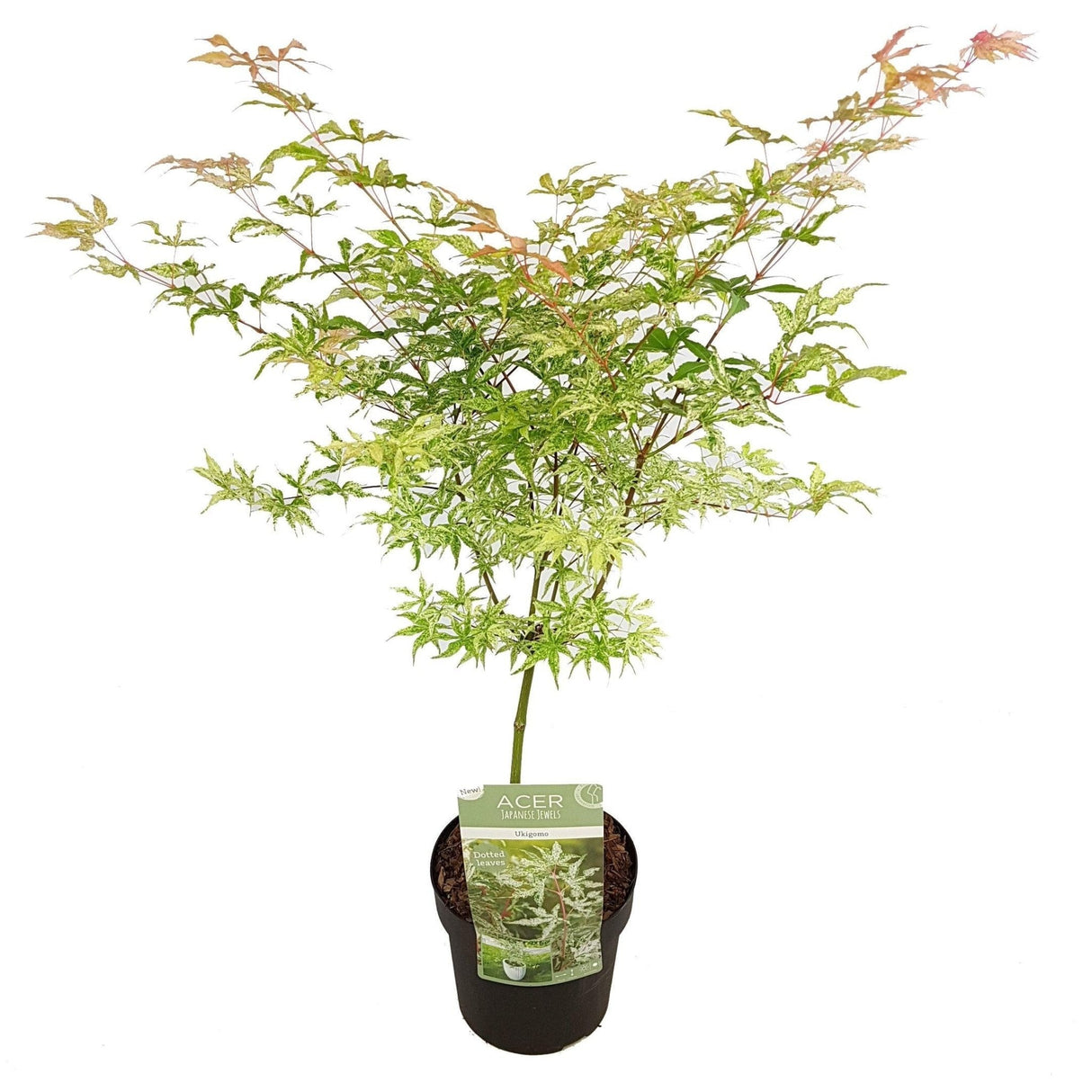 Livraison plante Erable du japon - ↨30cm - ø19cm - plante d'extérieur