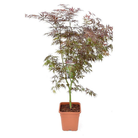Livraison plante Erable du japon - Acer palm. 'Sumi - nagashi' - ↨130cm - Ø30cm - plante d'extérieur