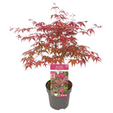 Livraison plante Erable du japon 'Beni - Macai' - ↨40cm - Ø19cm - plante d'extérieur