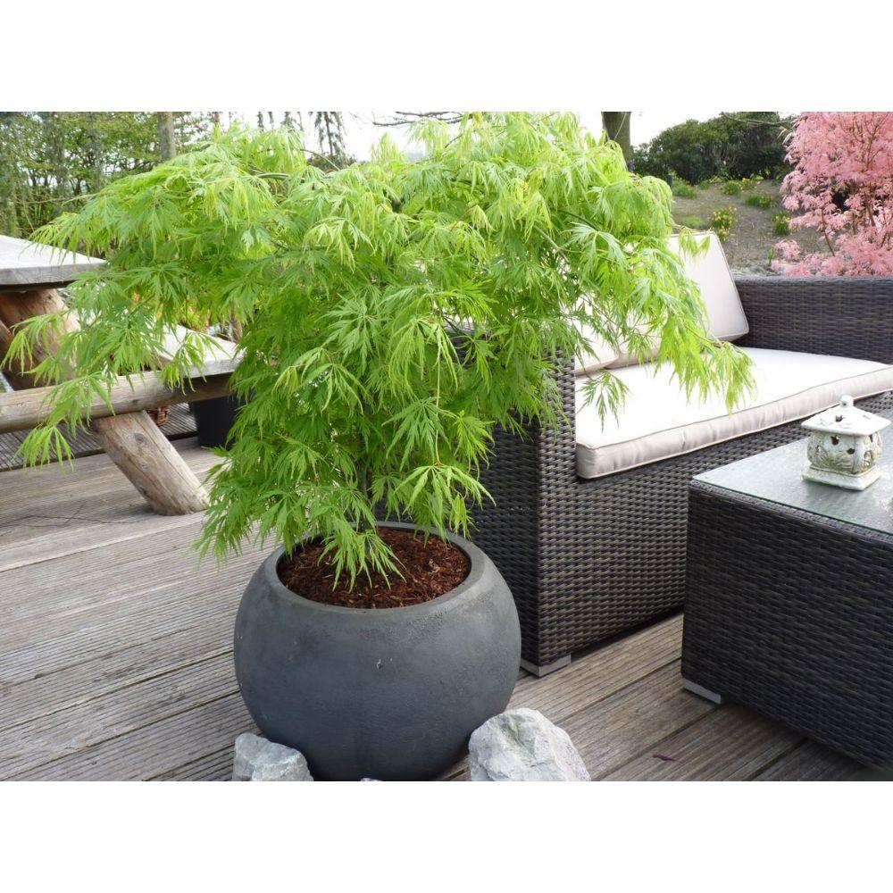 Livraison plante Erable du japon 'Dissectum' - ↨40cm - Ø19cm - plante d'extérieur