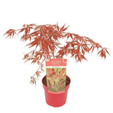 Livraison plante Erable du japon 'Extravaganza'® - ↨40cm - Ø19cm - plante d'extérieur