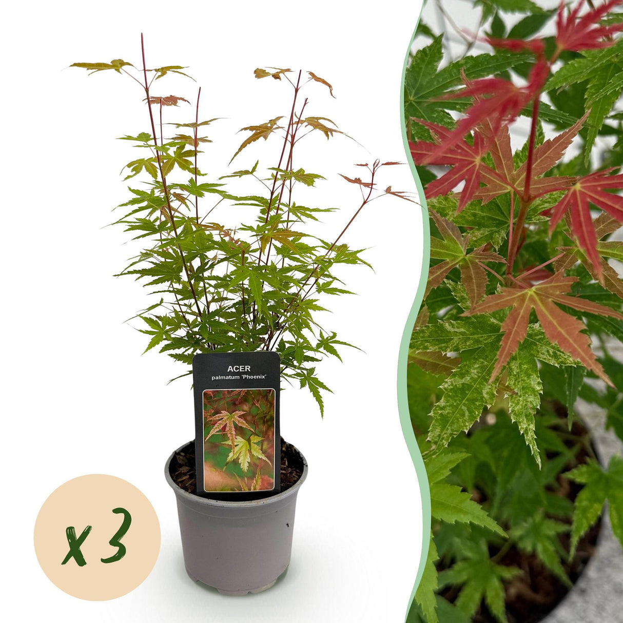 Livraison plante Erable palmatum Phoenix x3