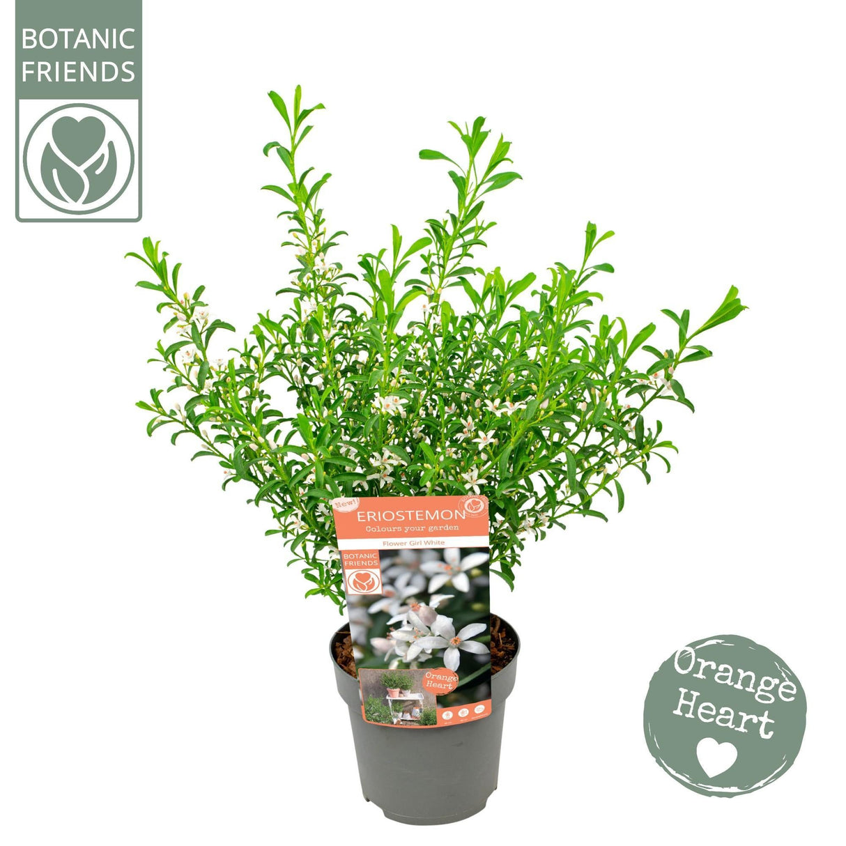 Livraison plante Eriostemon fleurs de cire blanche d17cm h50cm - Ø17cm - ↕50cm