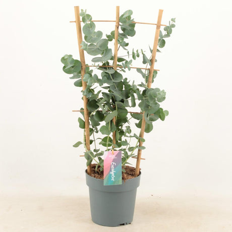 Livraison plante Eucalyptus cinerea argenté d17cm h60cm