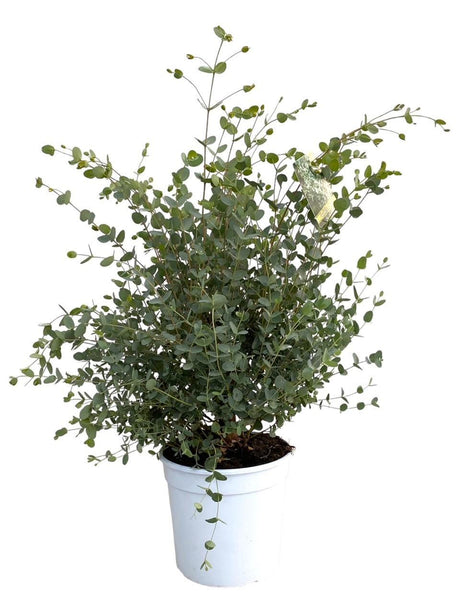 Livraison plante Eucalyptus Gunnii d21cm h60cm