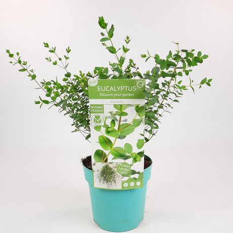 Livraison plante Eucalyptus parvifolia - ↨30cm - Ø17cm - plante d'extérieur